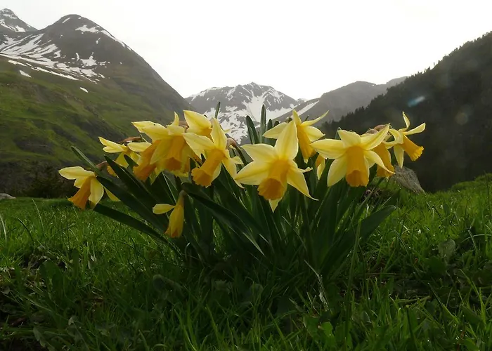 ホテル ロス アルコス アインサ